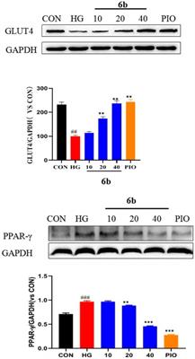 Synthesis and hypoglycemic activity of quinoxaline derivatives